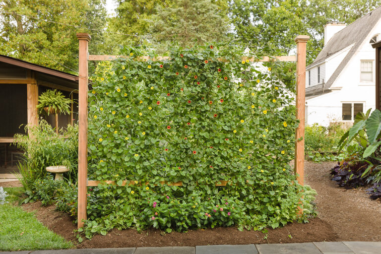 A beautiful mix of annual thunbergia vine adds privacy and interest to this garden!