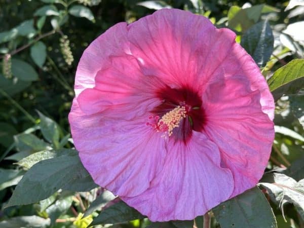 Hibiscus 'Berry Awesome'