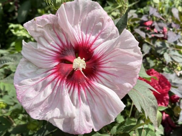 Hibiscus 'Cherry Choco Latte'