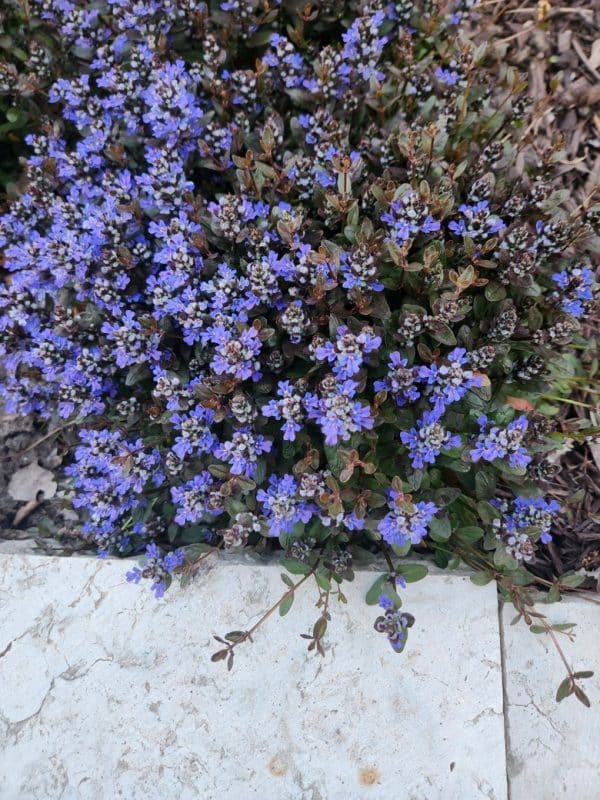 Chocolate Chip Ajuga