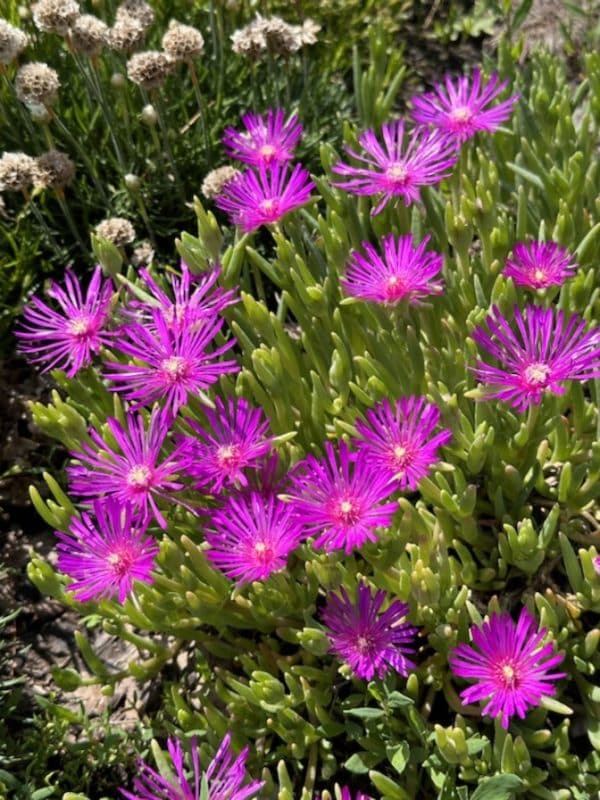 Purple Ice Plant