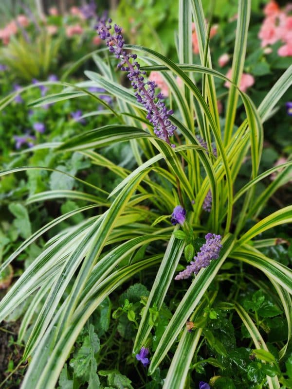 Liriope muscari 'Variegata'