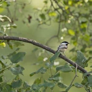 2026 Breakfast with the Birds