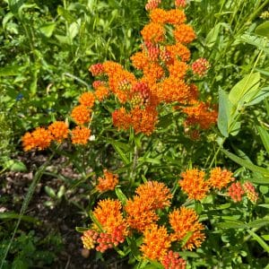 Butterfly Weed