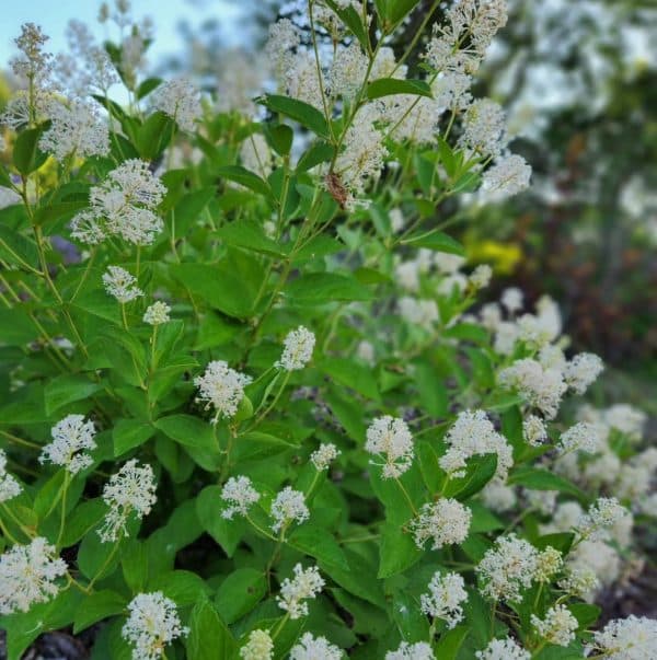 New Jersey Tea Shrub