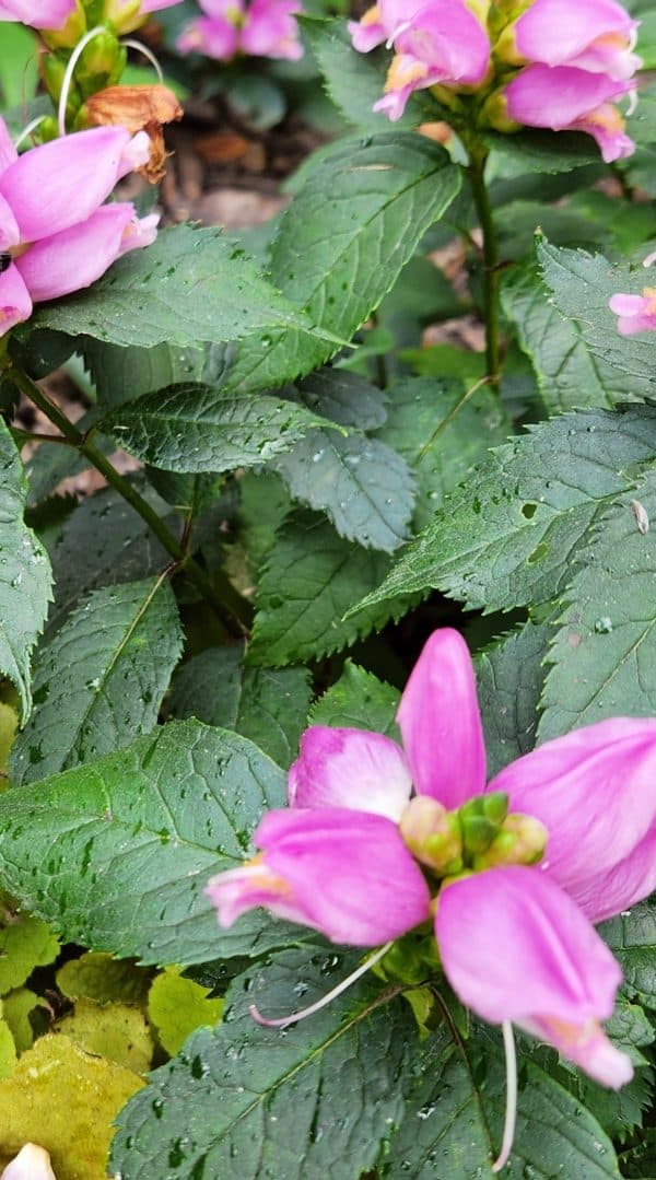 'Hot Lips' Pink Turtlehead