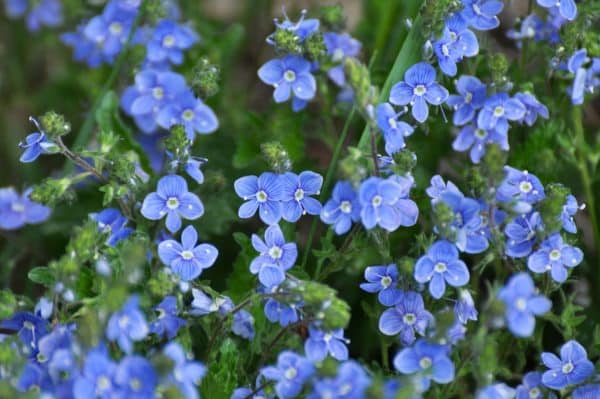 'Waterperry Blue' Speedwell