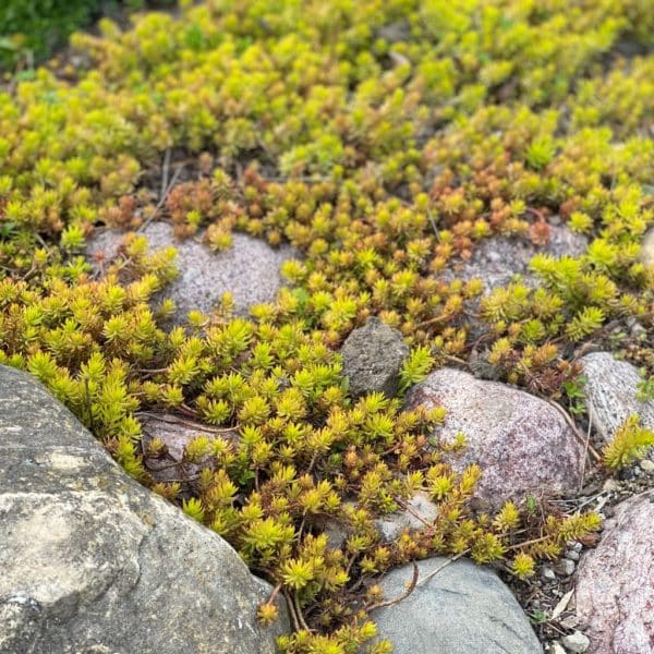 Crooked Yellow Stonecrop