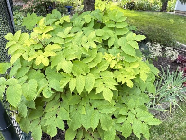 Sun King Aralia