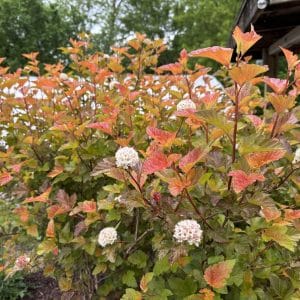 First Editions® Amber Jubilee™ Ninebark