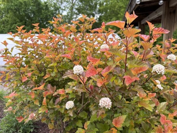 First Editions® Amber Jubilee™ Ninebark