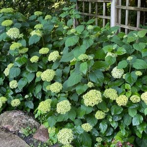 Annabelle Hydrangea