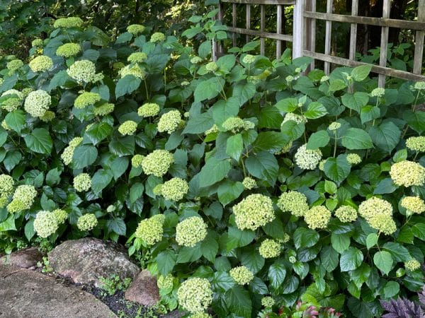 Annabelle Hydrangea