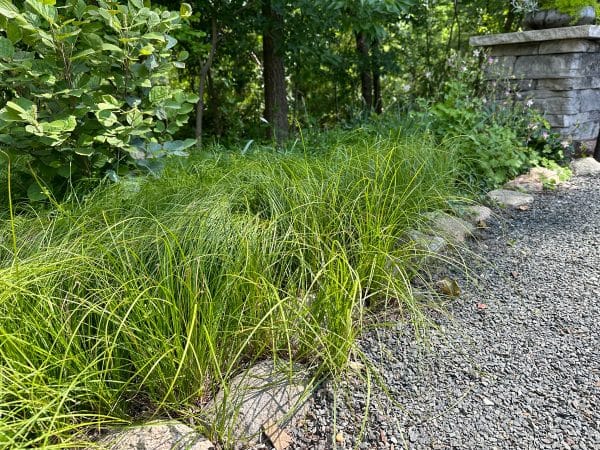 Common Oak Sedge