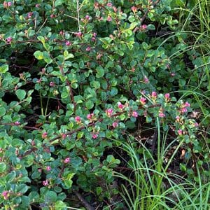 Cranberry Cotoneaster