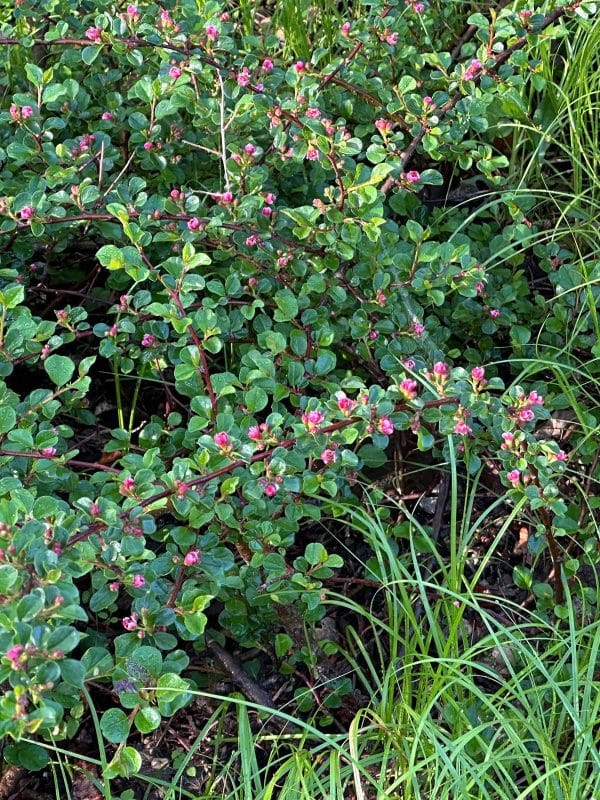 Cranberry Cotoneaster