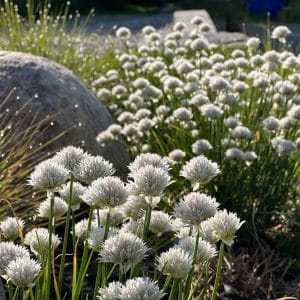 Cottonball Flowering Onion