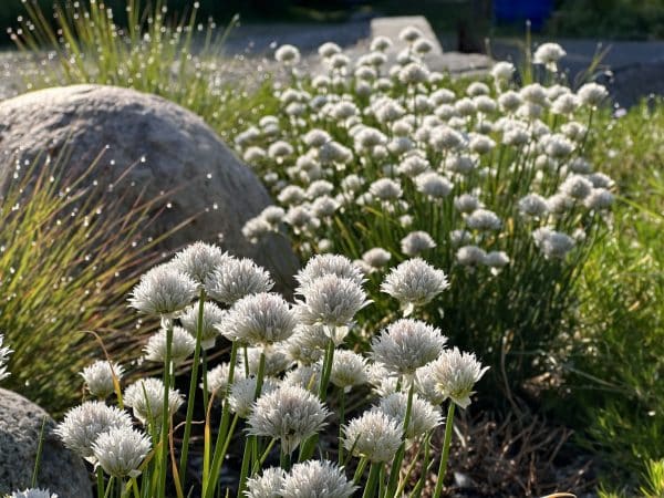 Cottonball Flowering Onion