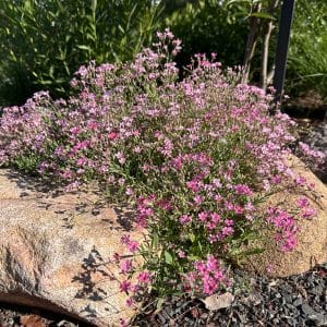 Creeping Baby's Breath