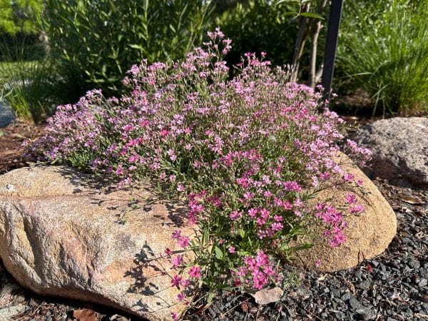 Creeping Baby's Breath