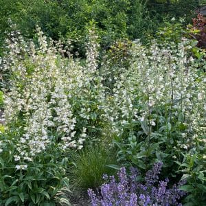 Foxglove Beardtongue