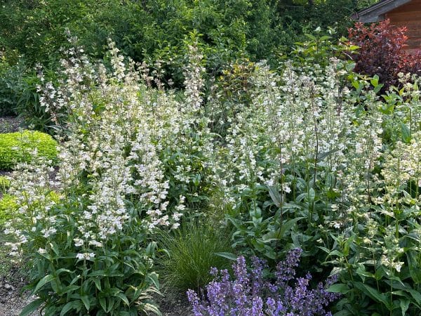 Foxglove Beardtongue