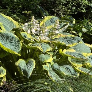 'Frances Williams' Hosta