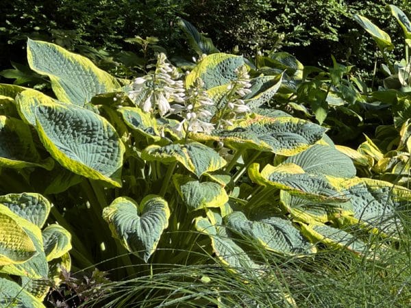 'Frances Williams' Hosta
