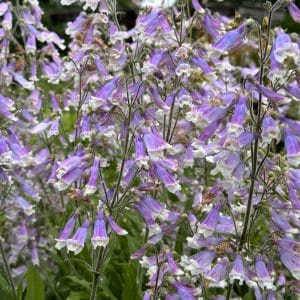 Penstemon hirsutus