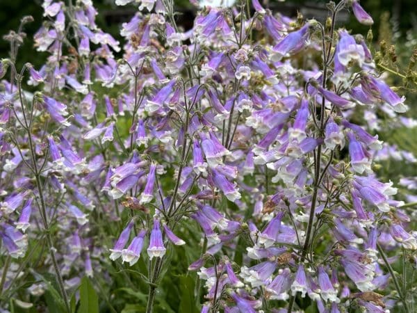Penstemon hirsutus