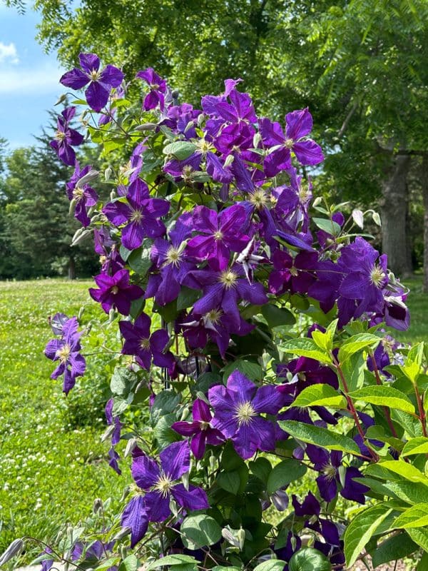 Jackman's Clematis
