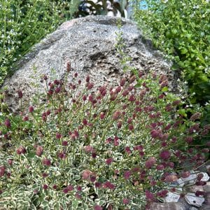 Little Angel Dwarf Burnet