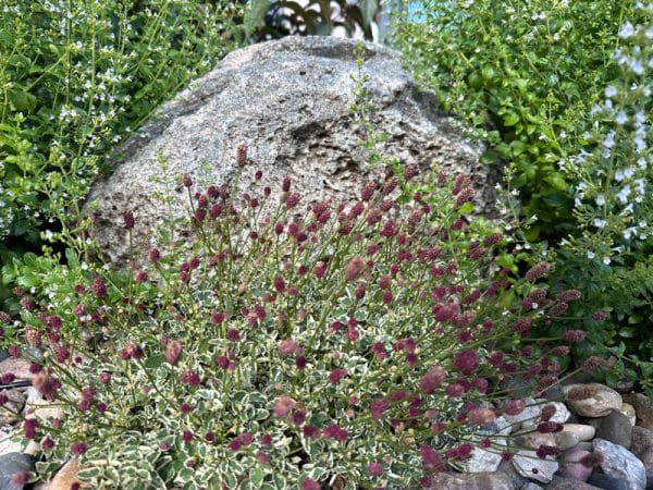 Little Angel Dwarf Burnet