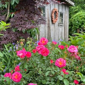 Easy Elegance® Sunrise Sunset Rose