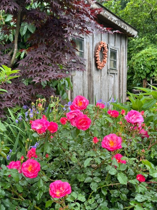 Easy Elegance® Sunrise Sunset Rose