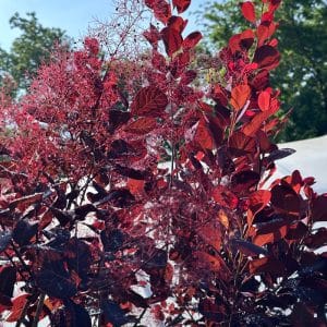Winecraft Black® Smokebush