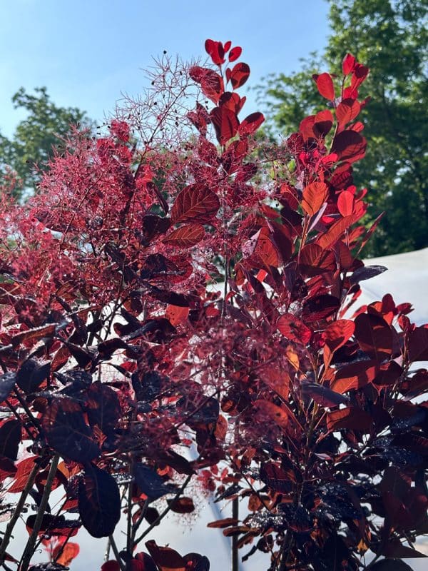 Winecraft Black® Smokebush