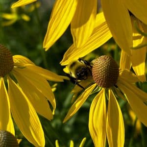 Gray-headed Coneflower