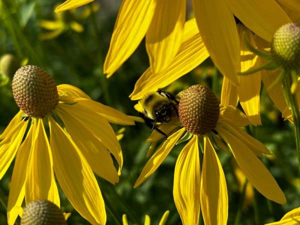 Gray-headed Coneflower