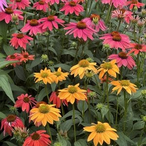 Echinacea 'Cheyenne Spirit'