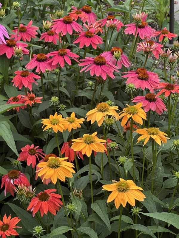 Echinacea 'Cheyenne Spirit'
