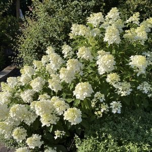 Hydrangea Paniculata 'SMHPLQF'