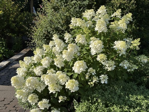 Hydrangea Paniculata 'SMHPLQF'
