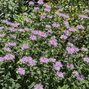 Monarda Fistulosa (NGN)