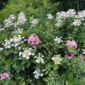 Little Quick Fire® Hydrangea