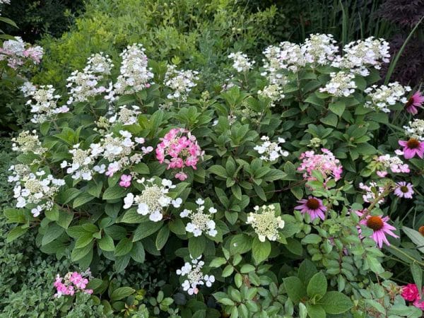 Little Quick Fire® Hydrangea