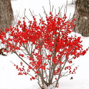 Berry Poppins Winterberry