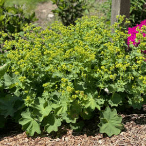 Lady's Mantle