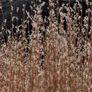 Little Bluestem