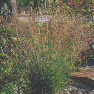 Dwarf Prairie Dropseed